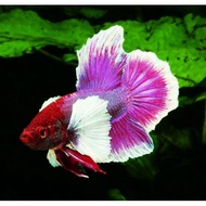 Dumbo Ear Betta / Elephant Ear Rosetail Betta / Dumbo Halfmoon