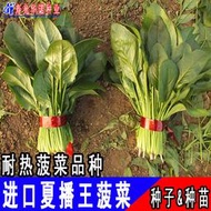 荷蘭進口改良夏播王高產耐熱菠菜種園葉大葉菠菜籽蔬菜種子 種籽300克hn