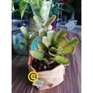 BROMELIAD REAL LIVE PLANT FOR DECO