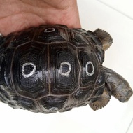 baby aldabra torto overscute termurah