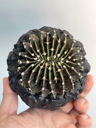 泰系 肋骨牡丹綴化 ｜———｜塊根植物｜象牙宮｜龜甲龍｜曲刺妖炎｜橄欖｜象足漆樹｜多肉植物｜龍舌蘭｜嚴龍｜