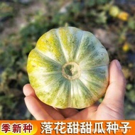 Floral Melon Seeds Old Cantaloupe Vegetable Fruit Seeds Flower Skin Red Yang Cantaloupe Seeds Thin S