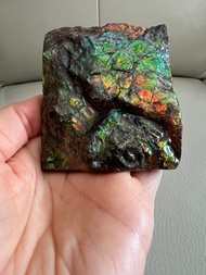 加拿大🇨🇦斑彩石螺心