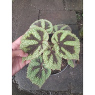 Sindo - Begonia Iron Cross Live Plant JM073RZZEA