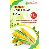 1 Kg Benih jagung manis senso super / bibit jagung manis