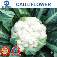 CAULIFLOWER SEEDS 45 Days Vegetable Seeds