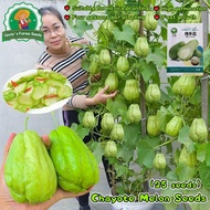 25pcs/pack High Yield Chayote Seeds for Planting Vegetables Plants Fresh Chayote Melon Seeds Organic