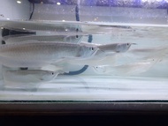 7+/-inch &amp; 9inch+/- Silver Arowana 银龙鱼