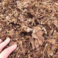君子蘭專用土腐葉土有機營養土橡樹葉腐熟松針東北營養土有機