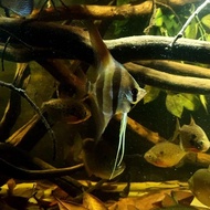 Angelfish Manfish Altum orinoco import