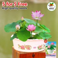 【5 for 5 free】30pcs Bowl Lotus Seeds | Hydroponic Lotus Flower | Potted Water-Grown Seeds