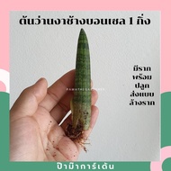 ต้นว่านงาช้างแบ่งขาย 1 ต้น