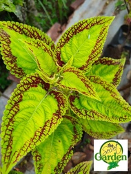 Mayana Coleus Green Heart (Rare Mayana) with FREE garden soil (Outdoor Plant, Real Plant, Live Plant and Limited Stock)