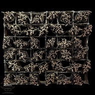 COPPER CAP CANTING BATIK CAP CANTING BATIK STAMP CANTING ROOT MOTIF