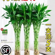 Lucky Bamboo Hydroponic Plant Living Room Thick Bamboo Water Cultivation Growing Green Plant Indoor 