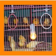 Jual Burung Kenari Oren Orens Orange Sepasang Jantan Betina