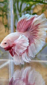 Rose Dumbo | Halfmoon | Male