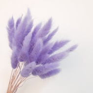 Lagurus Purple / Bunga Kering / Bunny Tail Terlaris