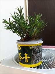 Rosemary迷迭香盆栽(可食用香草植物)味道清香
