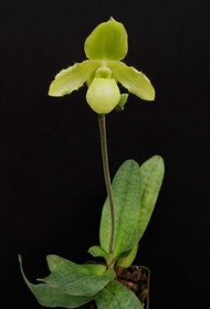 Paph.primulinum x Paph.malipoense  ขนาดกระถาง 2นิ้ว ต้นเล็ก