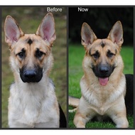 Limited Promo - Dog Food Vitamins Dog Food Dog Food Medicines Import