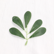20Pcs Simulation Plant Willow Leaves Rose Leaves Small Grass Leaves Simulation Wall Decoration Artif