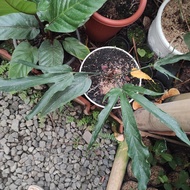 Anthurium Pentaphyllum atau Anthurium Pepaya