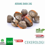 Kerang Dara 1kg / Kerang Dara Segar / Kerang Dara / Kerang Dara / Kerang / JABODETABEK / Seafood