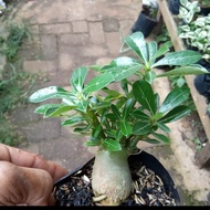 BONSAI ADENIUM ARABICUM - Bibit tanaman bonsai