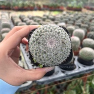 TKL - Mammillaria Hahniana Cactus Series 玉翁仙人球