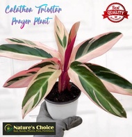 Calathea Stromanthe 'Triostar' - FREE garden soil, plastic pot and marble chip pebbles