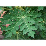 🇸🇬 Seller Fresh Organic Papaya Leaf Leaves [FAST DELIVERY] CHEAP