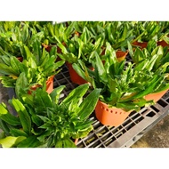 Sawtooth Coriander Culantro Herb House Home Plant Gardening Landscaping