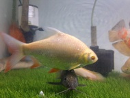 Ikan Kaviat Albino Besar 13~14 cm Kapiat Albino Aquarium Tankmate