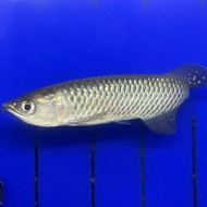 ikan arwana jardini irian papua 17-20cm