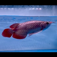 Ikan Arwana Super Red Semi Short Body