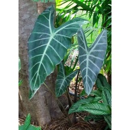 LELONG UBI ALOCASIA LONGILOBA(keladi candid)pokok keladi herba