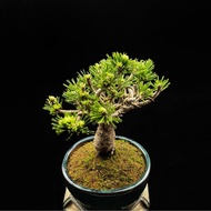 SG3579-精品短針日本千壽丸黑松矮樁/十年老樁🔥精品植物小盆栽禮物🔥