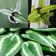 ANOR - Schismatoglottis Wallichii Live Plant / Anak Pokok Keladi Lintah / Pokok Keladi Hiasan / Kela