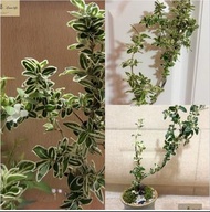 DA006 微景觀 植物盆栽 - 六月雪  （連盆）