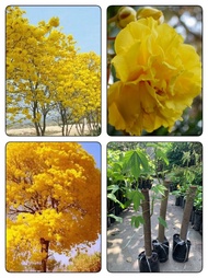 ต้นสุพรรณิการ์ ดอกซัอน ต้นตอสูง 40-55 ซม จัดส่งในถึงชำ 6 นิ้ว ฝ้ายคำซ้อน ไม้มงคล ดอกสีเหลืองซ้อน ออกดอกบานสะพรั่ง สีเหลืองทั้งต้น  สินค้ารับประกันการจัดส่งทุกต้น