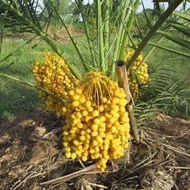 Bibit Kurma Kl1 Thailand