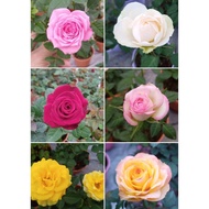 Anak Pokok Bunga Ros Dah Berbunga Banyak Cantik Rose Flower With Pot Live Potted Plant Pokok Bunga Ros Hidup Pokok Bunga