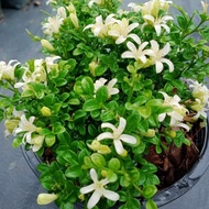 Anak Pokok Kemuning Katik/Murraya Dwarf/Dwarf Orange Jasmine/Murraya Paniculata