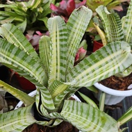 Aechmea Vista / Aec Vista / Bromeliad By Gha Garden House