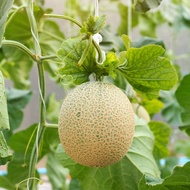 Cantaloupe 哈密瓜种子 Honeydew Biji Benih Tembikai susu Fruit Buah Buahan Seed 30Pcs