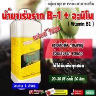 น้ำยาเร่งราก B1 วิตามิน บี1 ( Vitamin B1 )( 1 ลิตร ) เหมาะสำหรับ แช่เมล็ด กิ่งตอน ปักชำ เร่งราก บำรุ