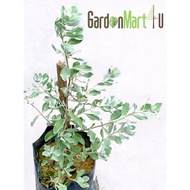 <GardenMart4U> Leucophyllum Frutescens Texas Sage Live Plant Pokok Blue Diamond玉芙蓉