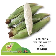 Cameron White Sweet Corn / Jagung Putih Manis / 白玉米 / 白玉蜀黍 <Fresh from Cameron Highland> Sayur Segar