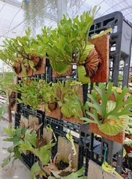 【GW】Happi GO 1Board Platycerium Ridleyi 亚猴鹿角蕨 (Live Plant)